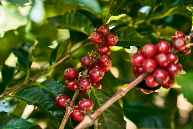 a picture of coffee cherry ripening on the coffee tree